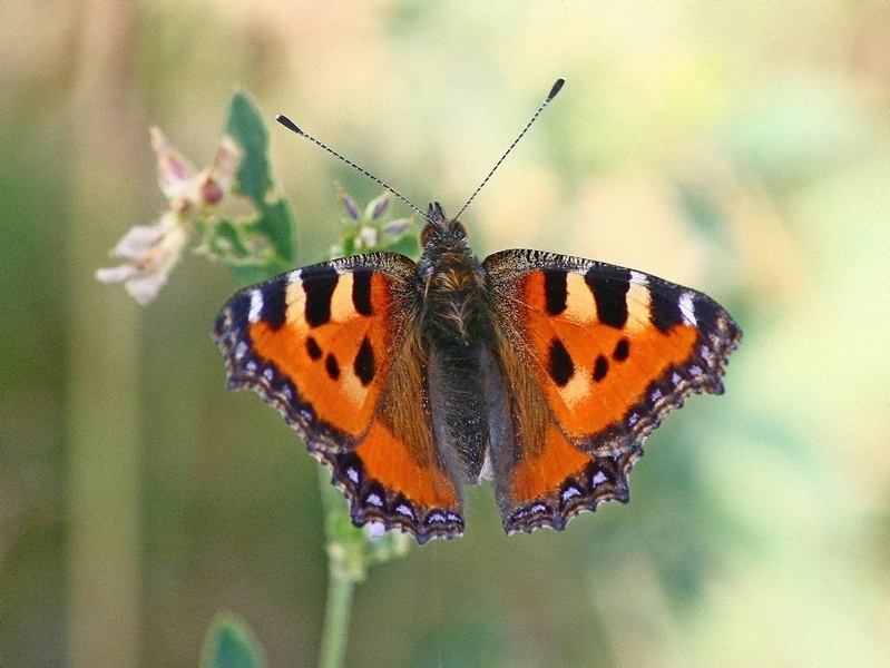 Nymphalis aglais urticae - No, Nymphalis polychloros